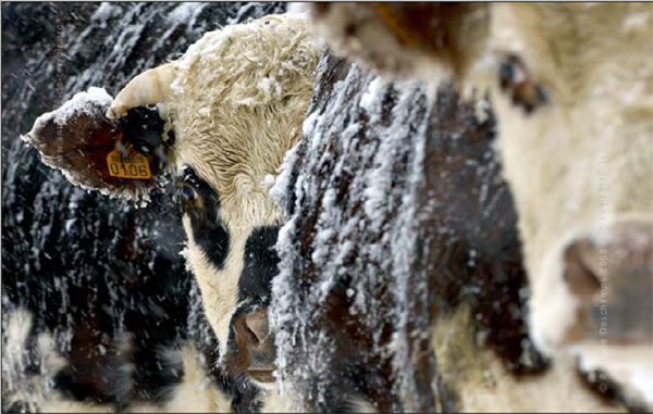 rencontre animaux domestiques